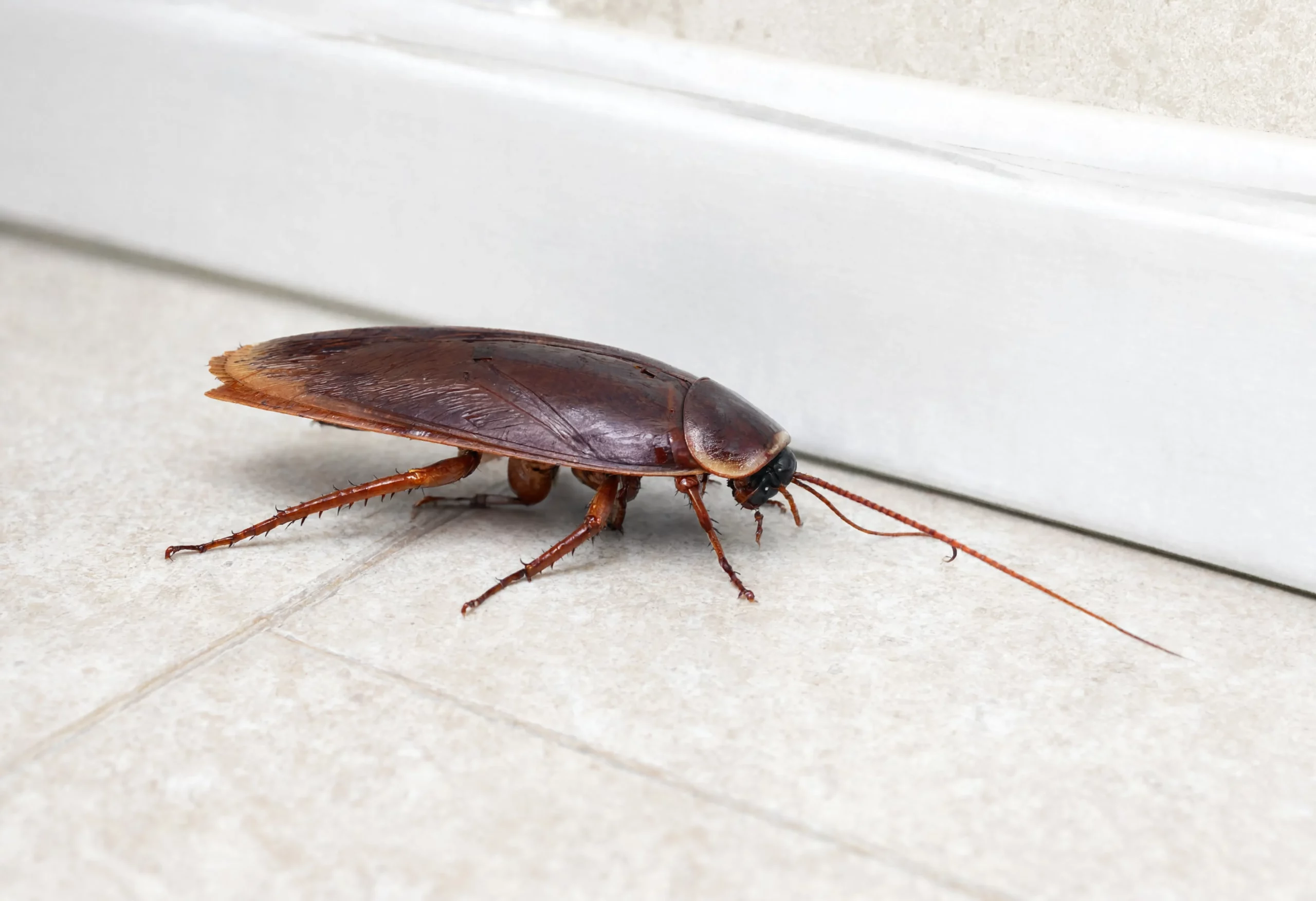 Cockroach close up for identification